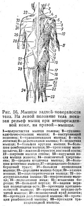 Мышцы задней поверхности тела. На левой половине тела показан рельеф мышц при неповрежденной коже, на правой—мышцы Мышцы задней поверхности тела. На левой половине тела показан рельеф мышц при неповрежденной коже, на правой—мышцы